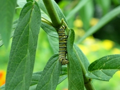 monarch caterpillar on asclepias, 6 Aug 2012